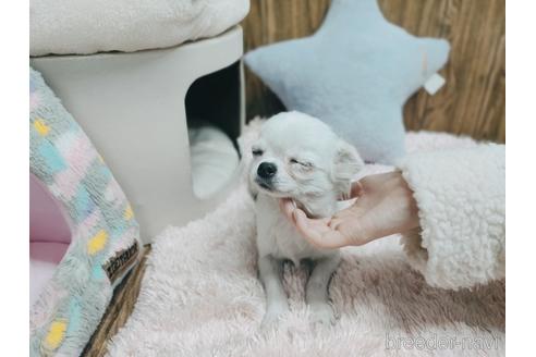 成約済の兵庫県のチワワ(ロングコート)-157036の8枚目